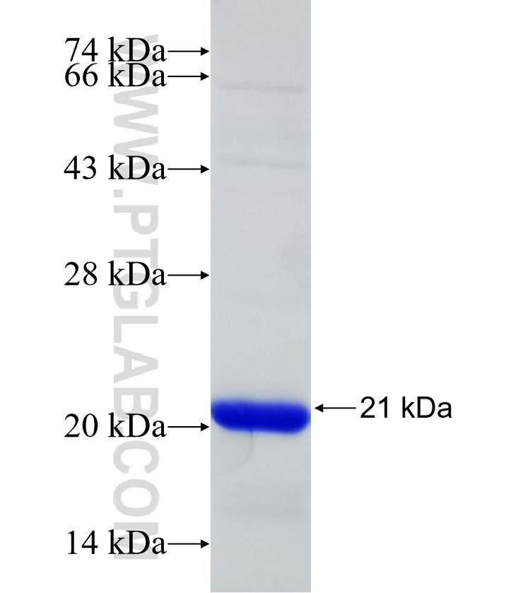 UNC5D fusion protein Ag32565 SDS-PAGE