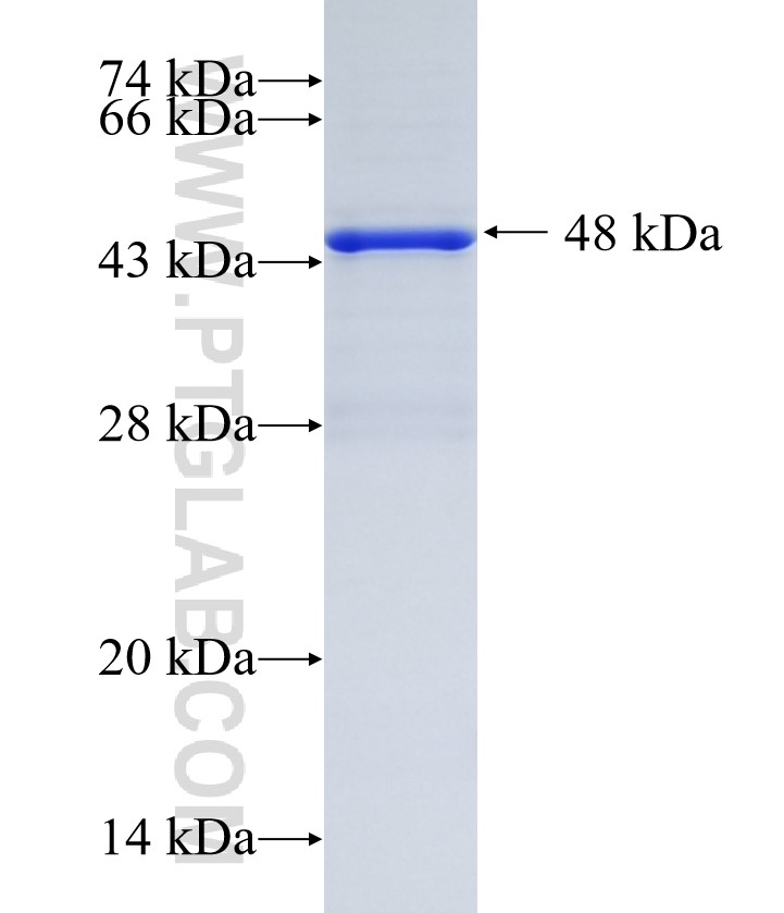 UNC79 fusion protein Ag35440 SDS-PAGE