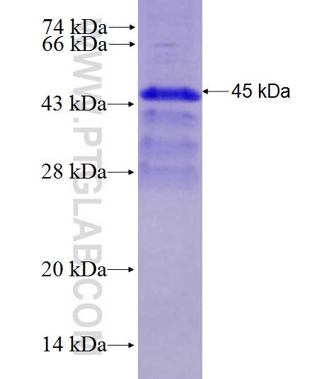 UNC93B1 fusion protein Ag27937 SDS-PAGE