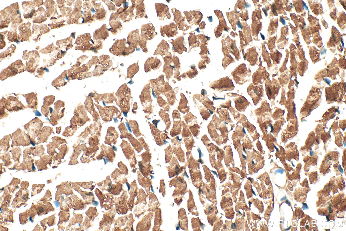 IHC staining of mouse heart using 12394-1-AP