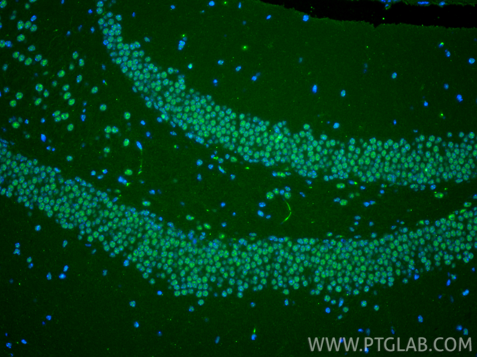 IF Staining of mouse brain using 67490-1-Ig