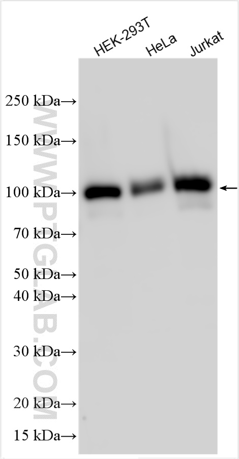 WB analysis using 31574-1-AP