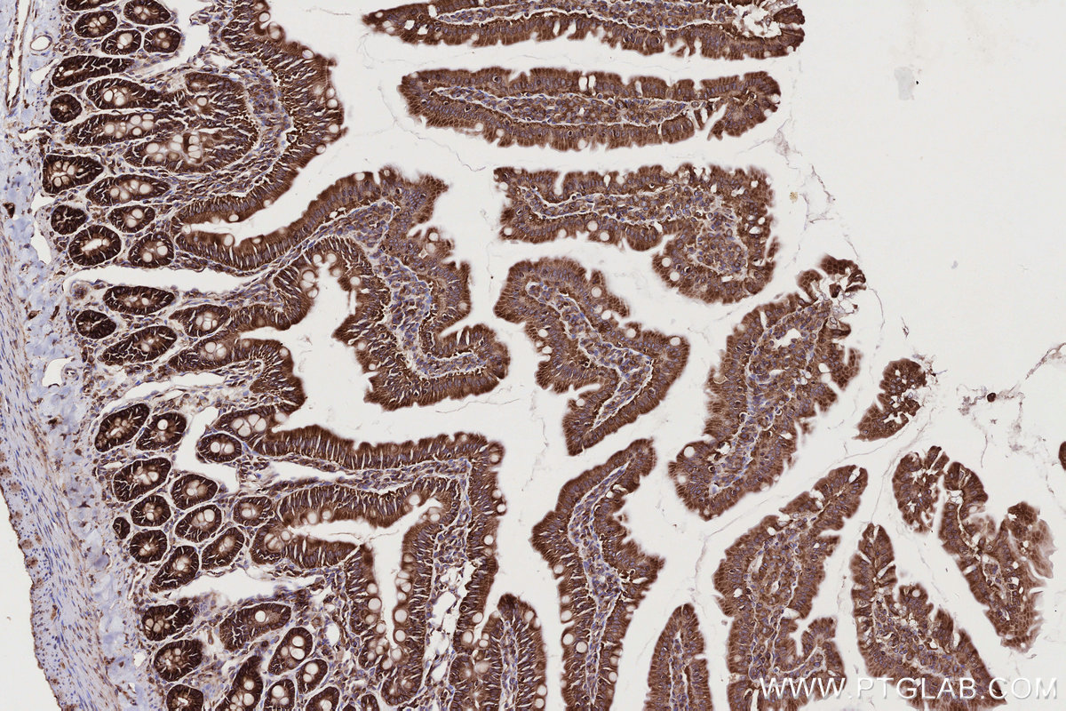 IHC staining of rat small intestine using 82791-1-RR