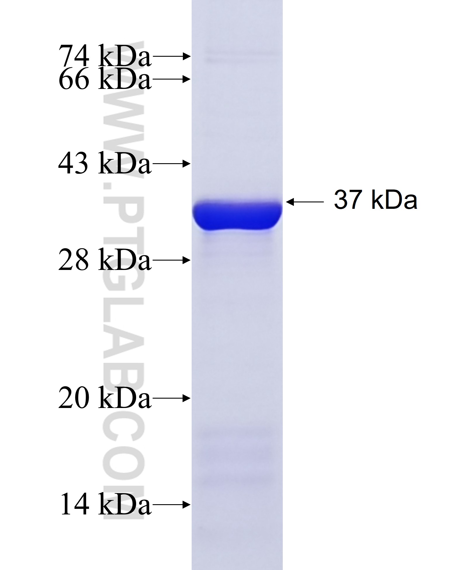 UPF1 fusion protein Ag29057 SDS-PAGE