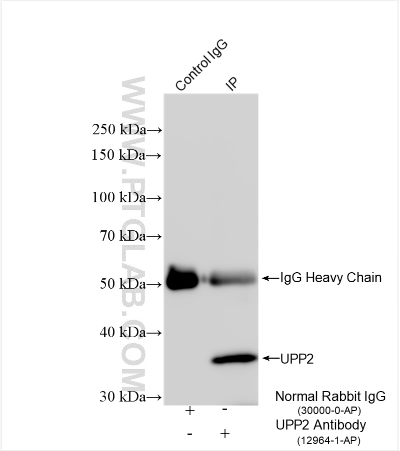 IP experiment of mouse kidney using 12964-1-AP