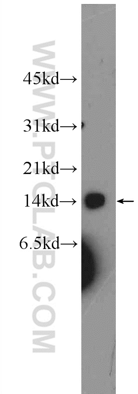 WB analysis of HEK-293 using 25781-1-AP