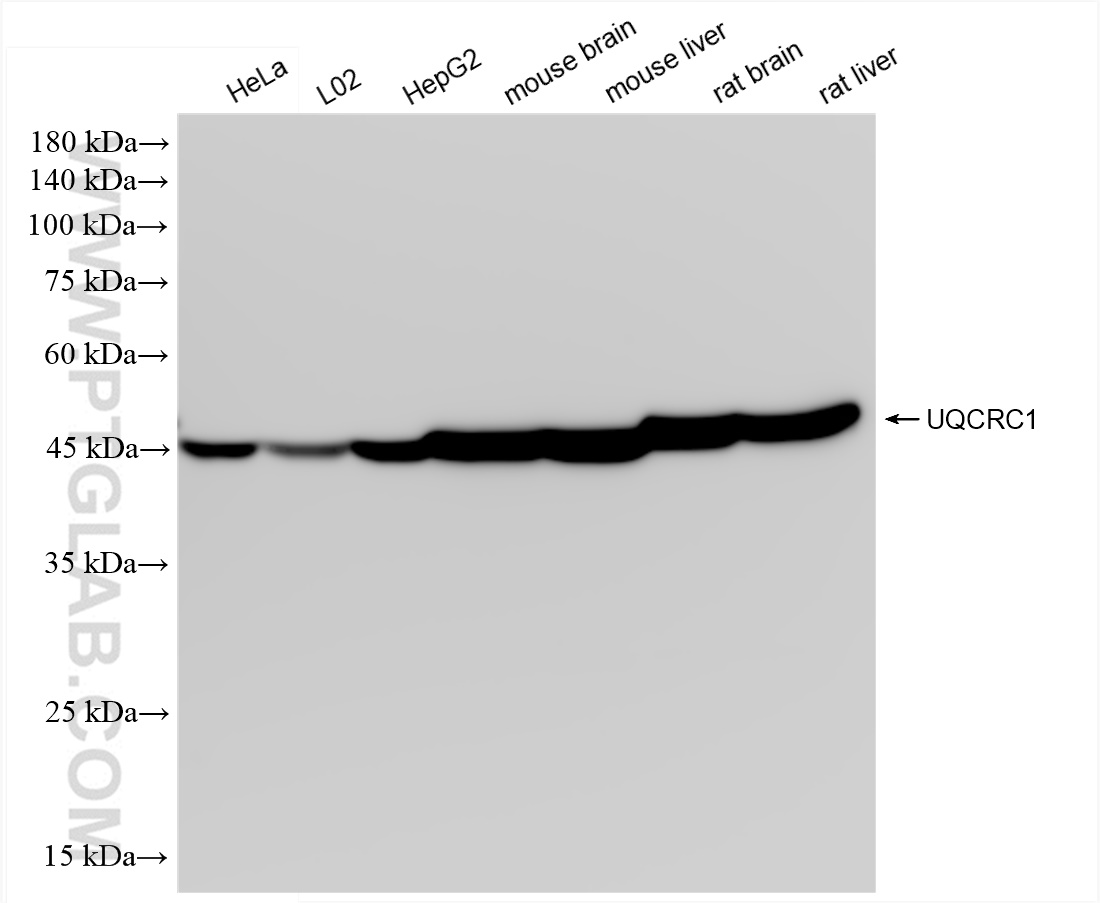 WB analysis using 83671-2-RR (same clone as 83671-2-PBS)