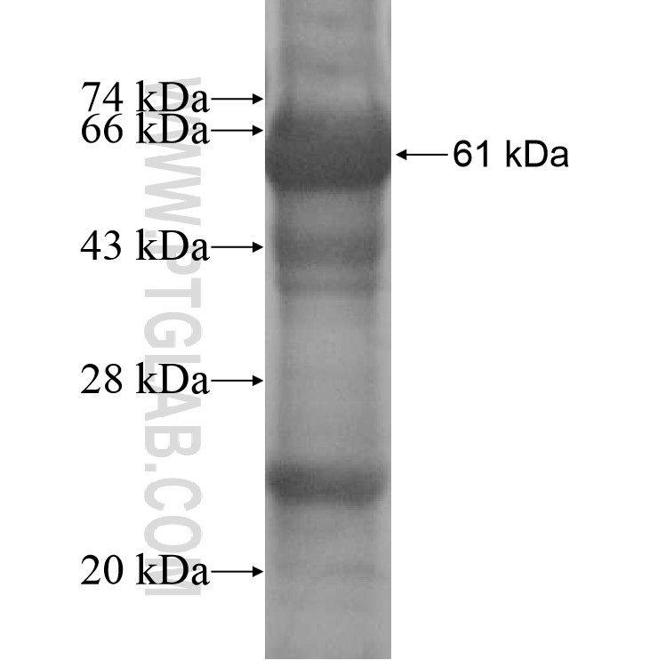 UQCRC1 fusion protein Ag16322 SDS-PAGE