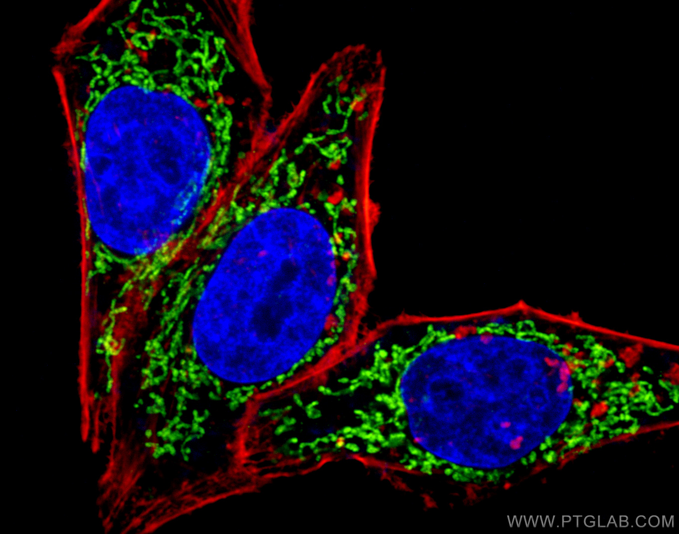 IF Staining of HepG2 using 14742-1-AP