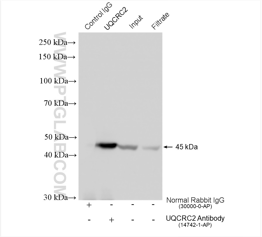 IP experiment of HeLa using 14742-1-AP