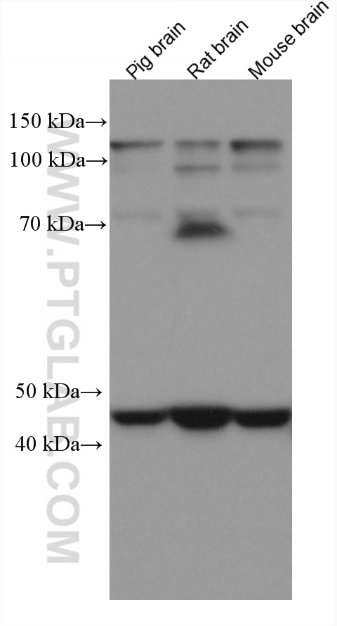 WB analysis using 67547-1-Ig