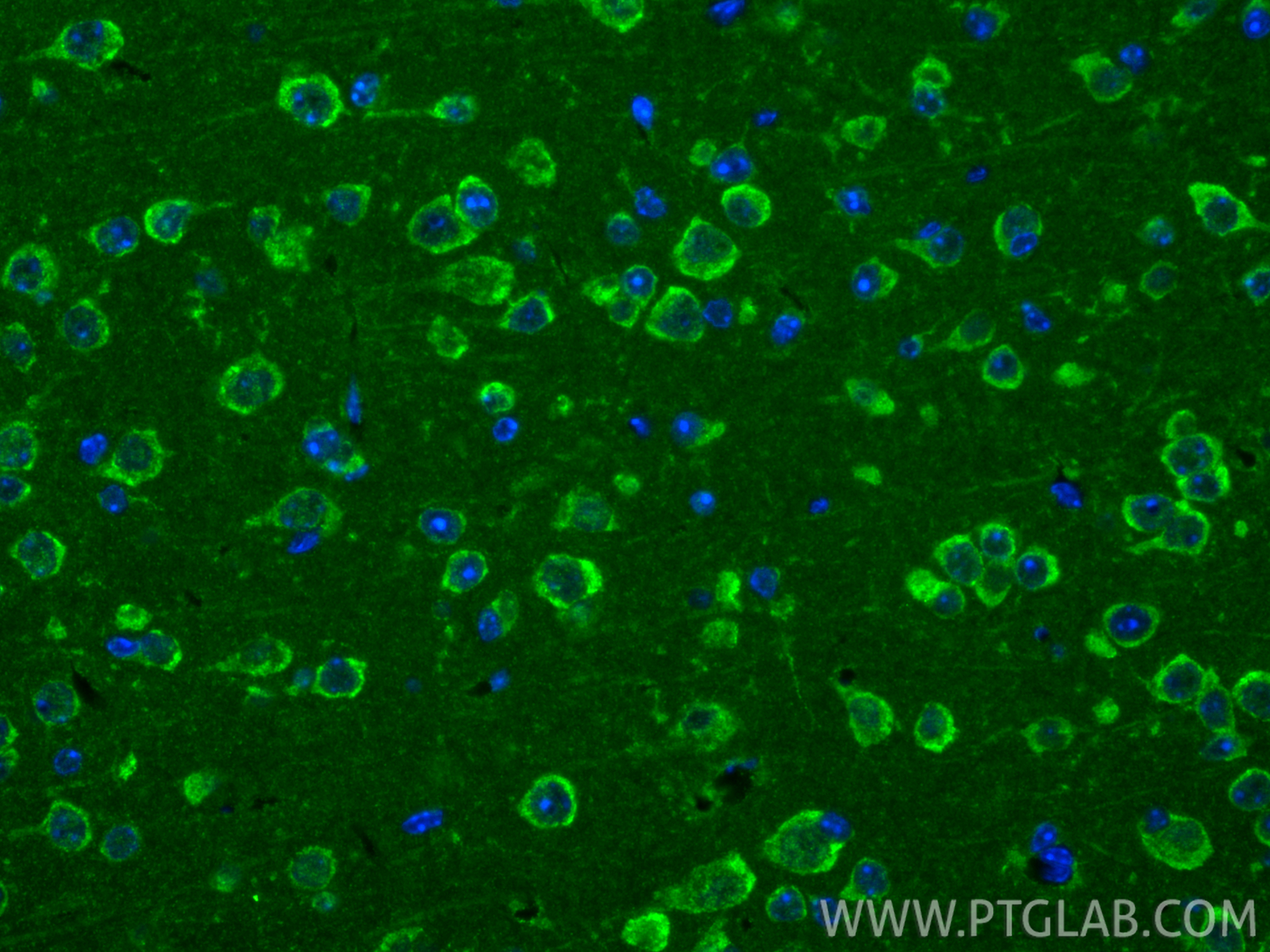 IF Staining of mouse brain using 83667-2-RR