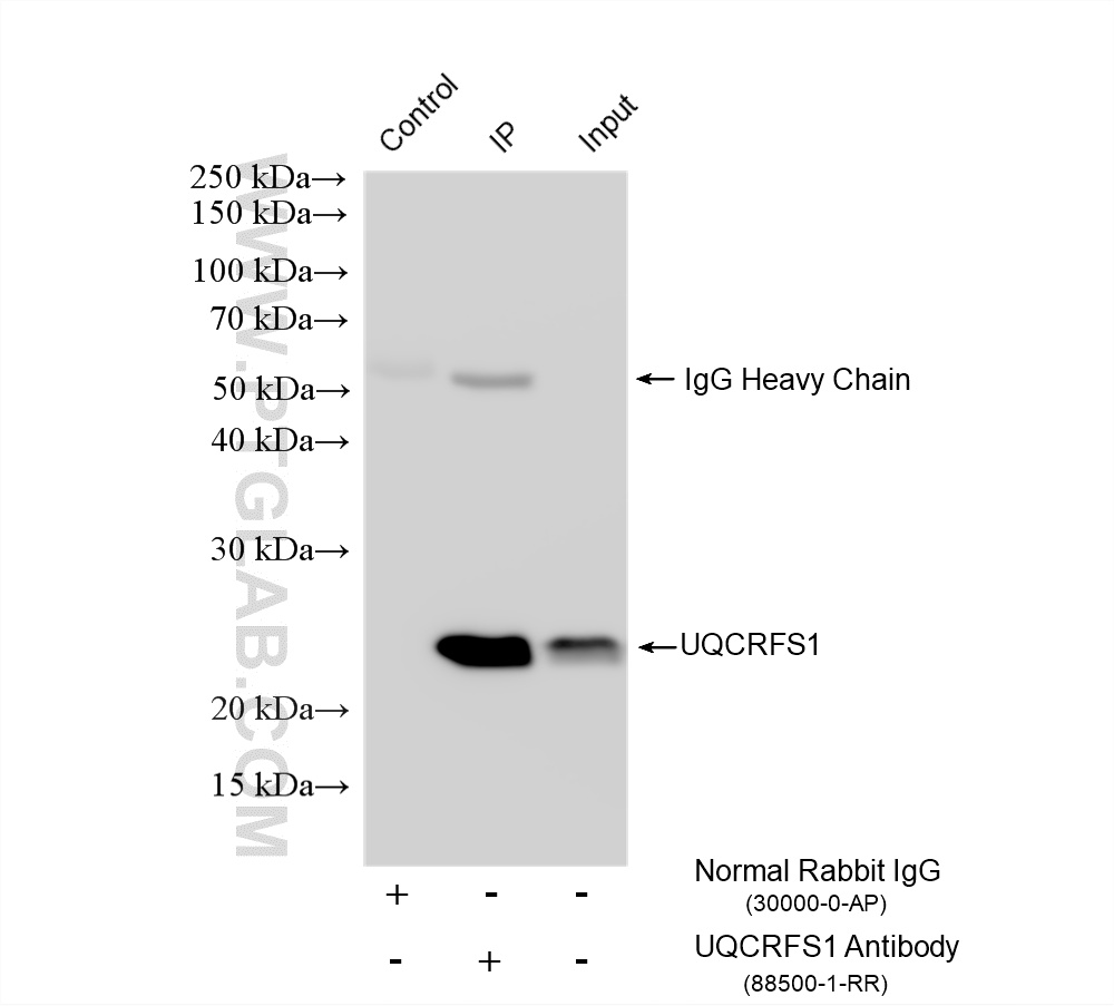 IP experiment of HeLa using 88500-1-RR