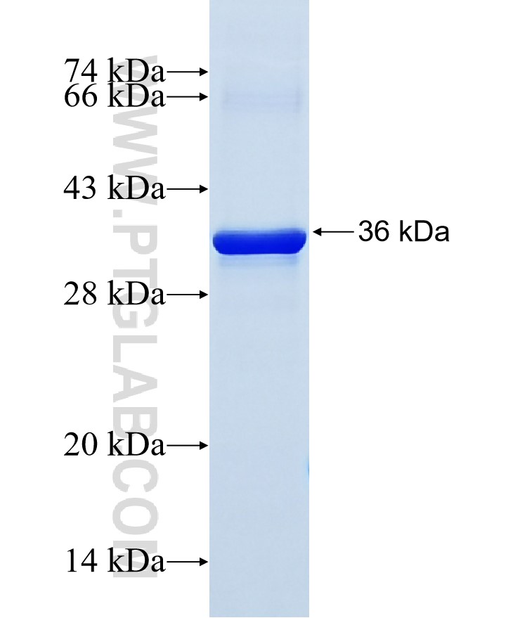 UQCRFS1 fusion protein Ag13307 SDS-PAGE