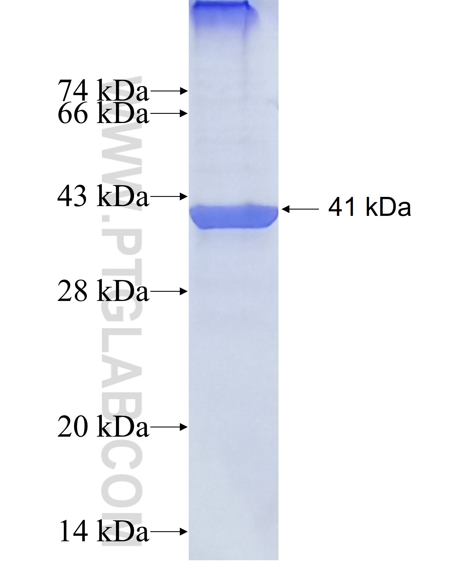 URAT1 fusion protein Ag27805 SDS-PAGE