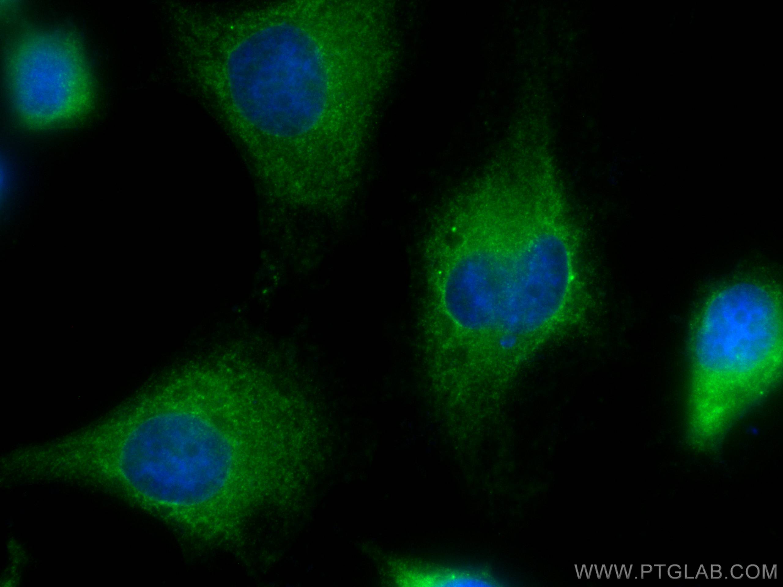 IF Staining of HeLa using CL488-67144