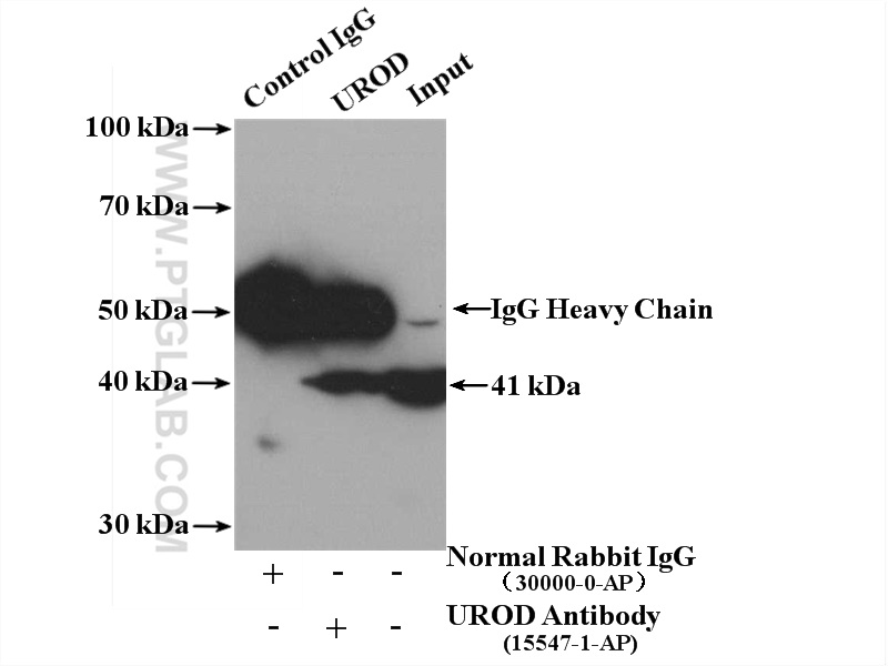 IP experiment of K-562 using 15547-1-AP