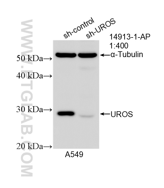 WB analysis of A549 using 14913-1-AP WB analysis of A549 using 14913-1-AP