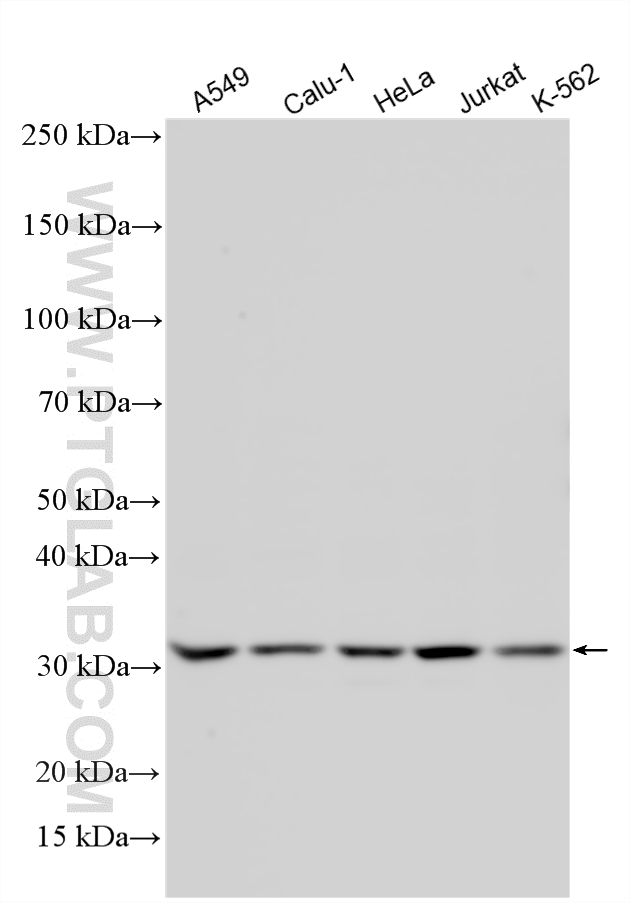 WB analysis using 21229-1-AP