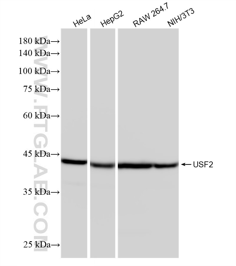 Various lysates were subjected to SDS PAGE followed by western blot with 87636-1-RR (USF2 antibody) at dilution of 1:10000 incubated at room temperature for 1.5 hours. WB analysis using 87636-1-RR