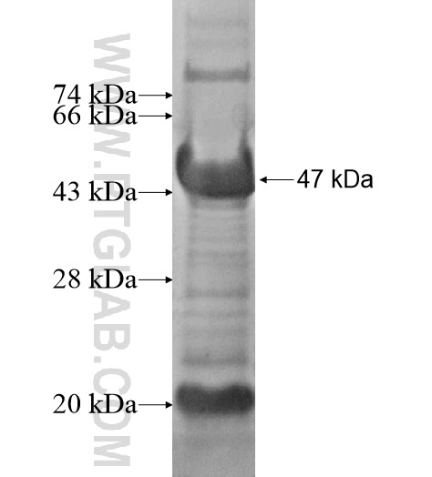 USF2 fusion protein Ag10078 SDS-PAGE USF2 fusion protein Ag10078 SDS-PAGE