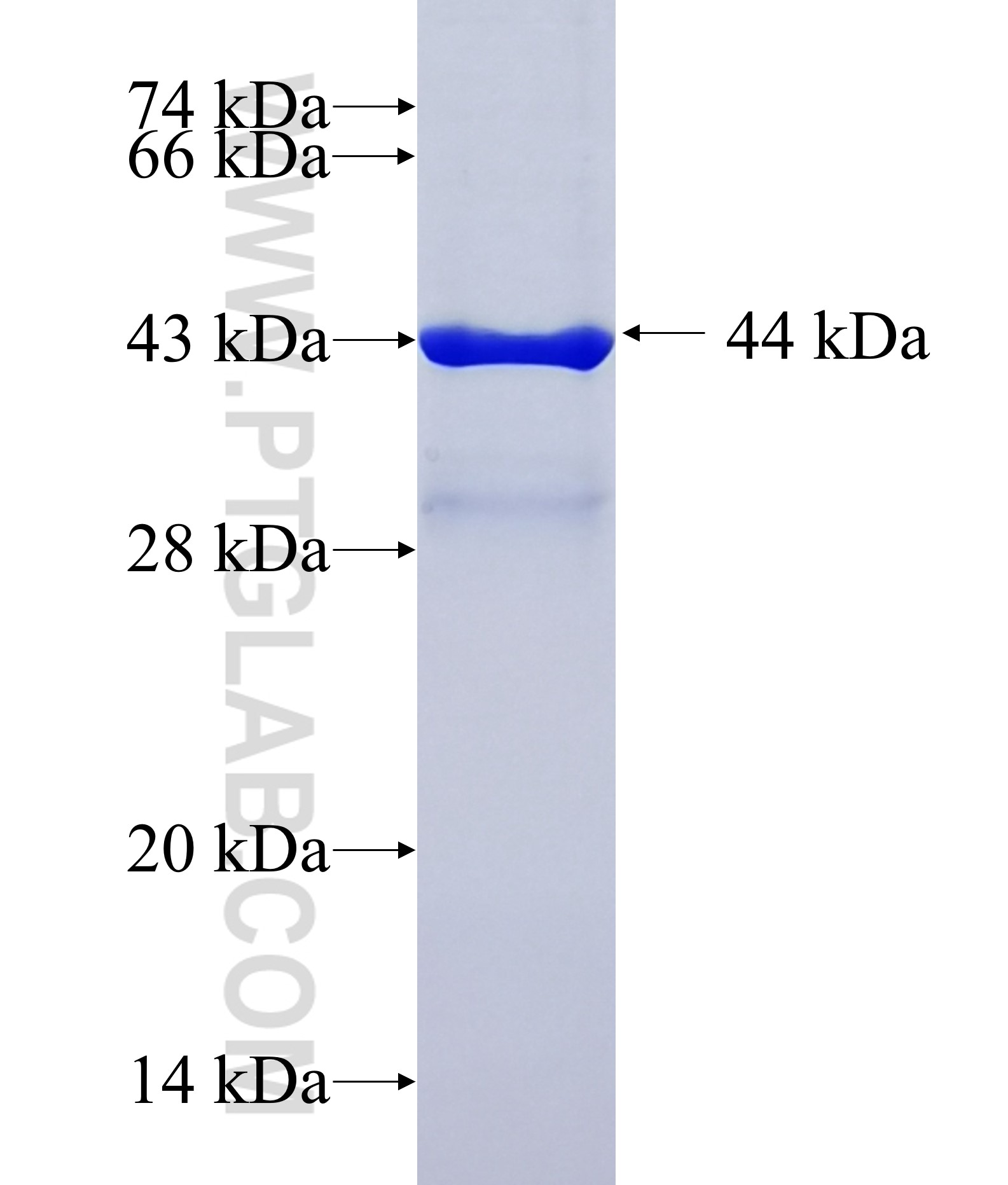 USF3 fusion protein Ag27636 SDS-PAGE