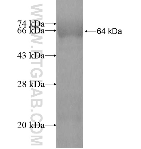 USHBP1 fusion protein Ag11064 SDS-PAGE