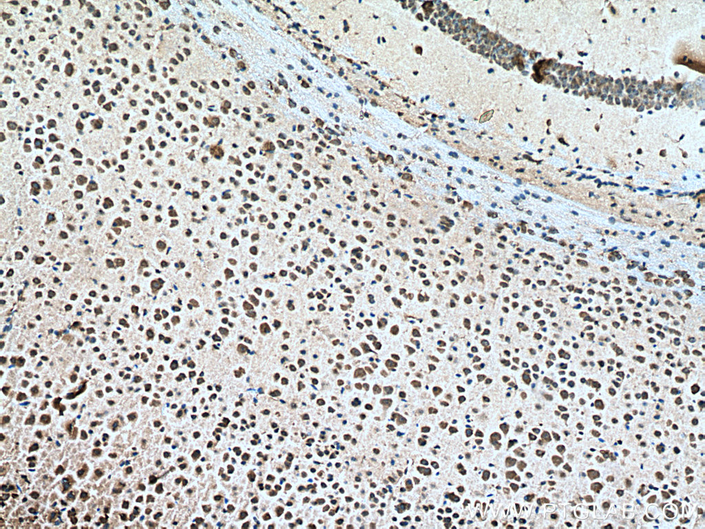 IHC staining of mouse brain using 17716-1-AP