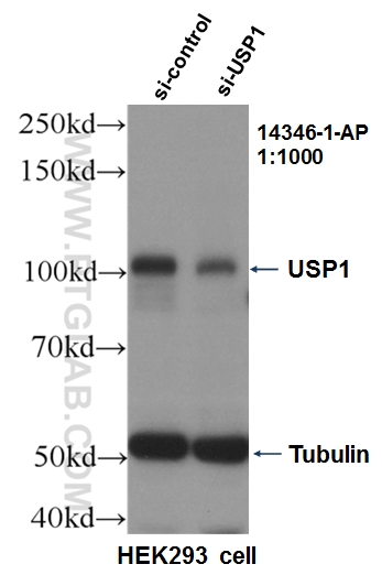 WB analysis of HEK-293 using 14346-1-AP