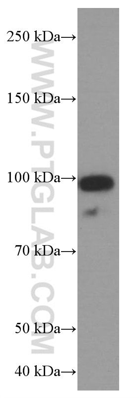 WB analysis of HepG2 using 66069-1-Ig