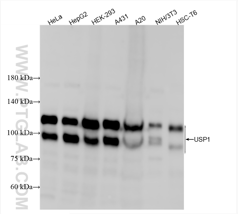 Various lysates were subjected to SDS PAGE followed by western blot with 86453-1-RR (USP1 antibody) at dilution of 1:5000 incubated at room temperature for 1.5 hours. WB analysis using 86453-1-RR