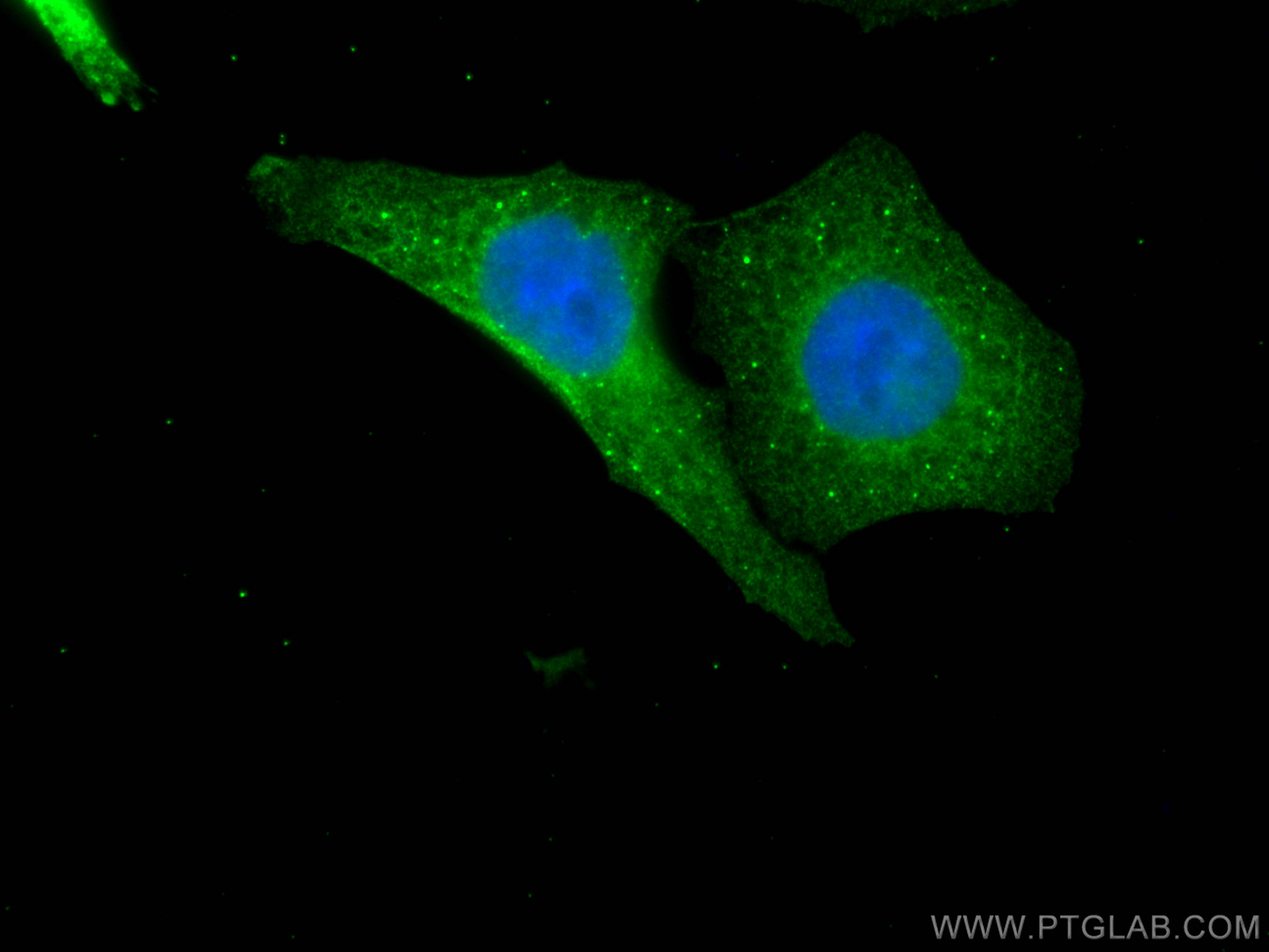 IF Staining of HepG2 using 67805-1-Ig (same clone as 67805-1-PBS)