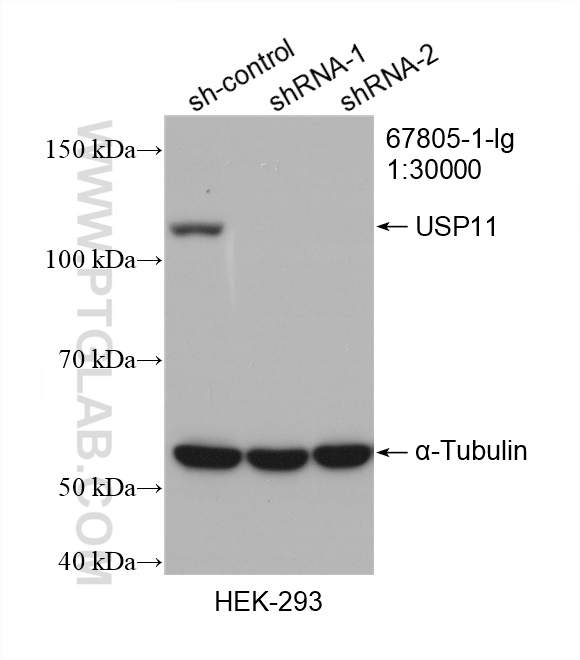 WB analysis of HEK-293 using 67805-1-Ig (same clone as 67805-1-PBS)