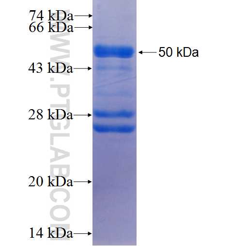 USP11 fusion protein Ag0296 SDS-PAGE