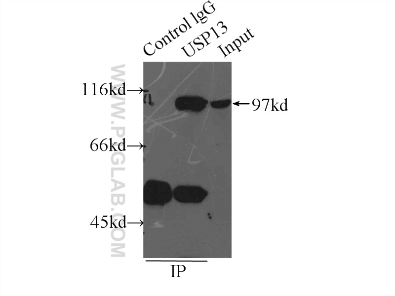 IP experiment of HeLa using 16840-1-AP