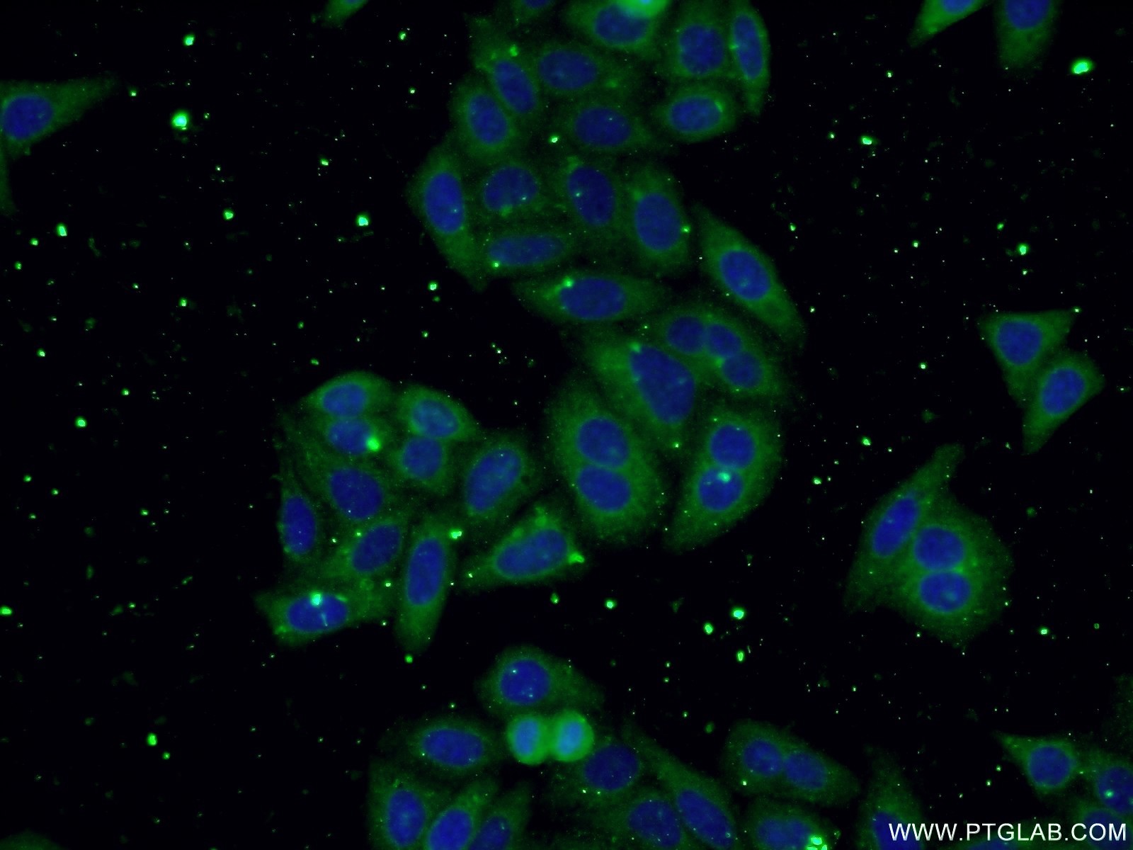 IF Staining of HepG2 using 66176-1-Ig (same clone as 66176-1-PBS)