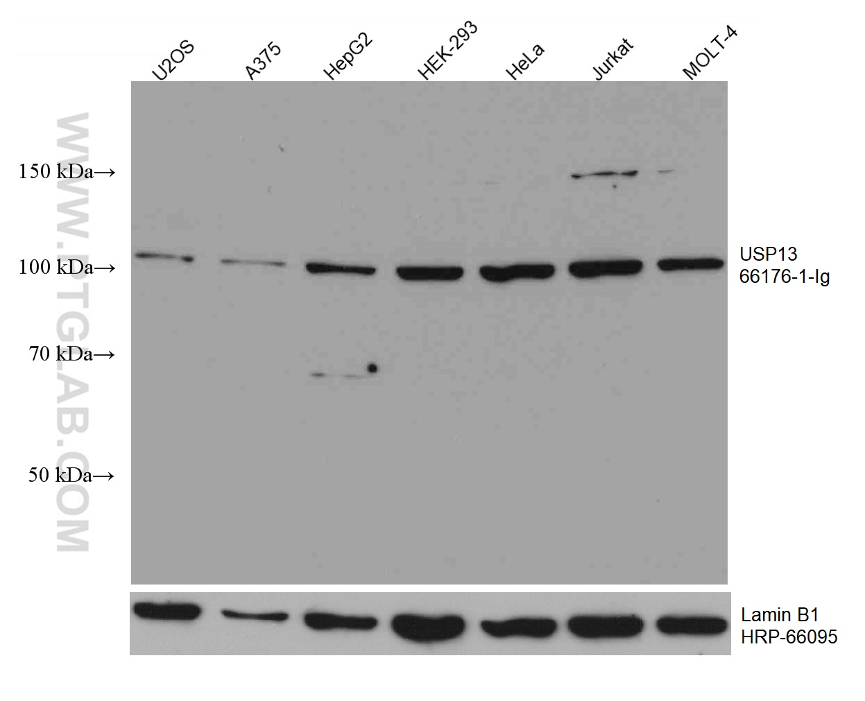 WB analysis using 66176-1-Ig (same clone as 66176-1-PBS)