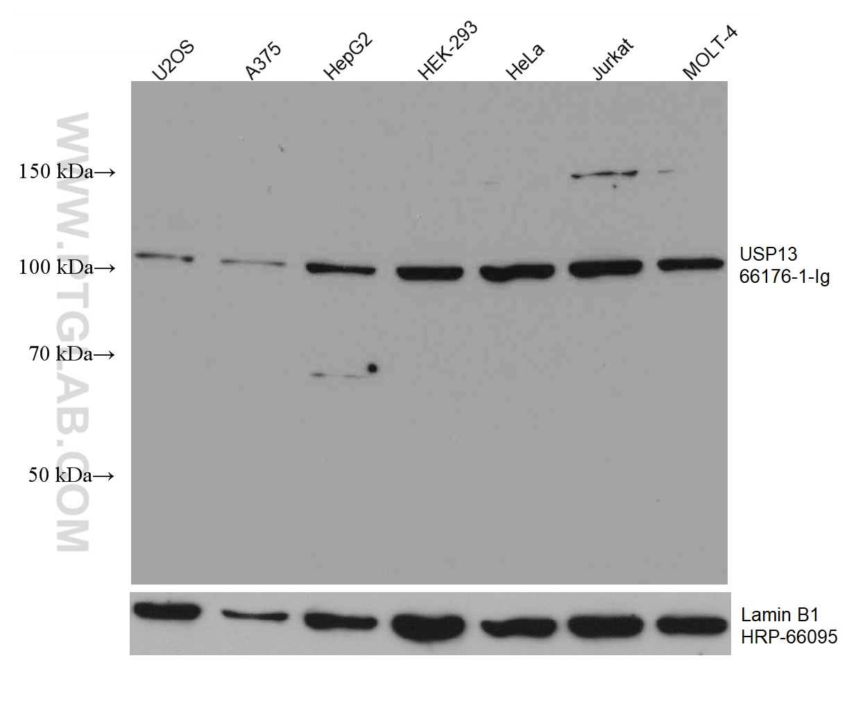 WB analysis using 66176-1-Ig