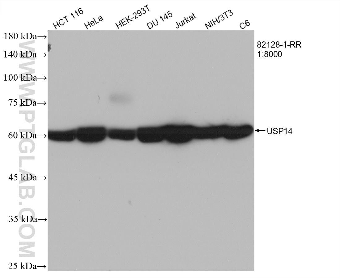 WB analysis using 82128-1-RR