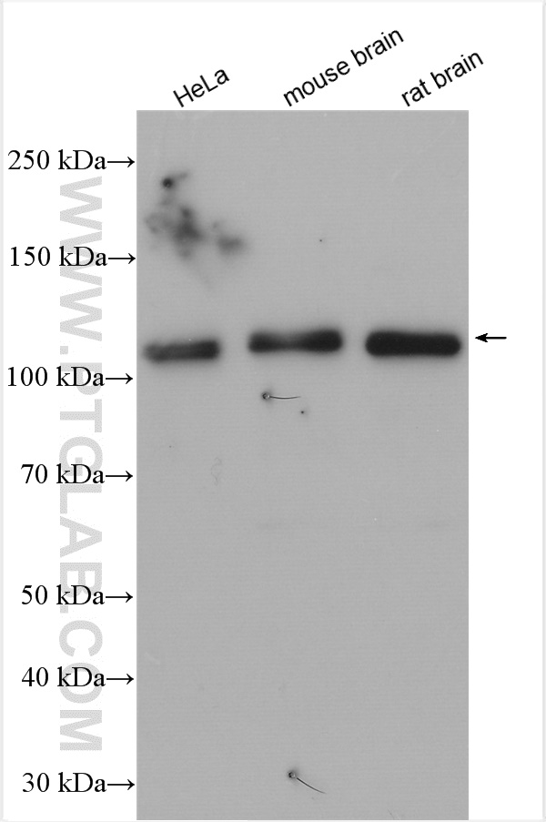 WB analysis using 14354-1-AP