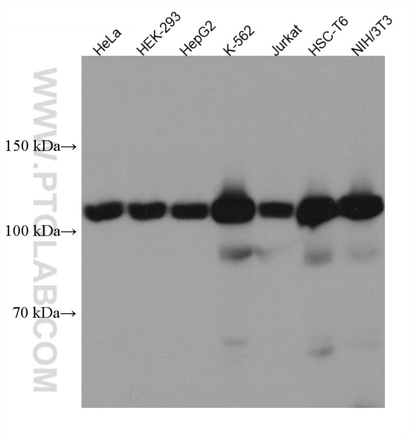 WB analysis using 67557-1-Ig