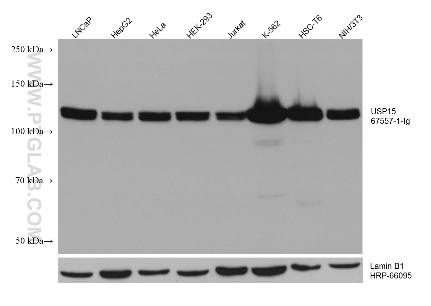 WB analysis using 67557-1-Ig (same clone as 67557-1-PBS)