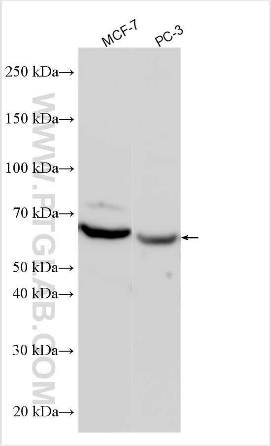 WB analysis using 21362-1-AP