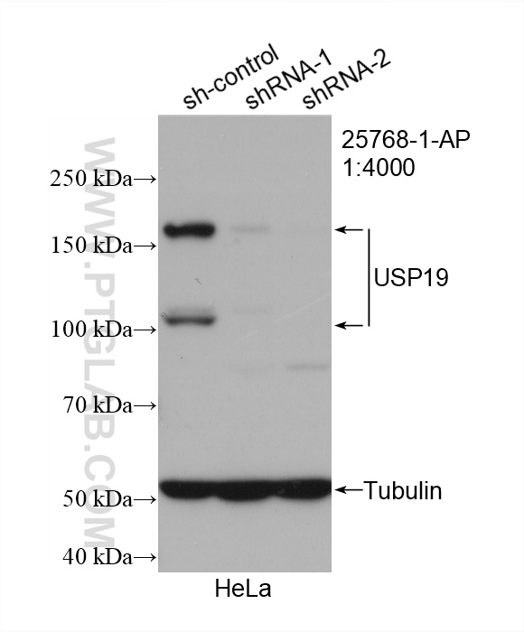 WB analysis of HeLa using 25768-1-AP