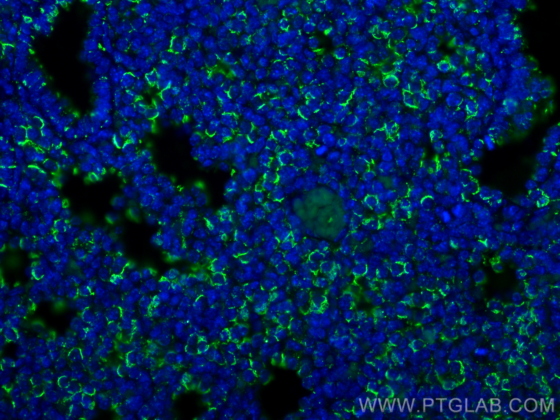IF Staining of mouse embryo using 10392-1-AP