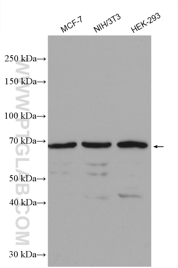 WB analysis using 10392-1-AP