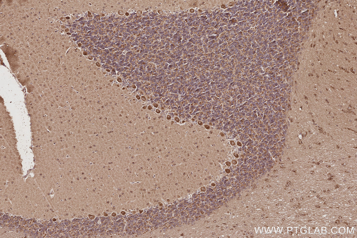 IHC staining of rat cerebellum using 17491-1-AP IHC staining of rat cerebellum using 17491-1-AP