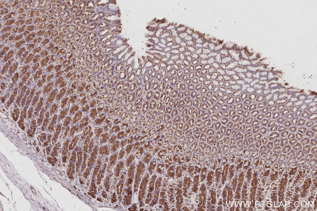 IHC staining of rat stomach using 17491-1-AP IHC staining of rat stomach using 17491-1-AP