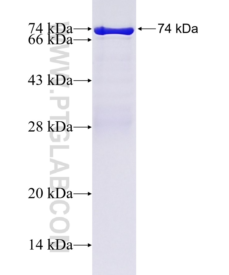 USP20 fusion protein Ag11590 SDS-PAGE