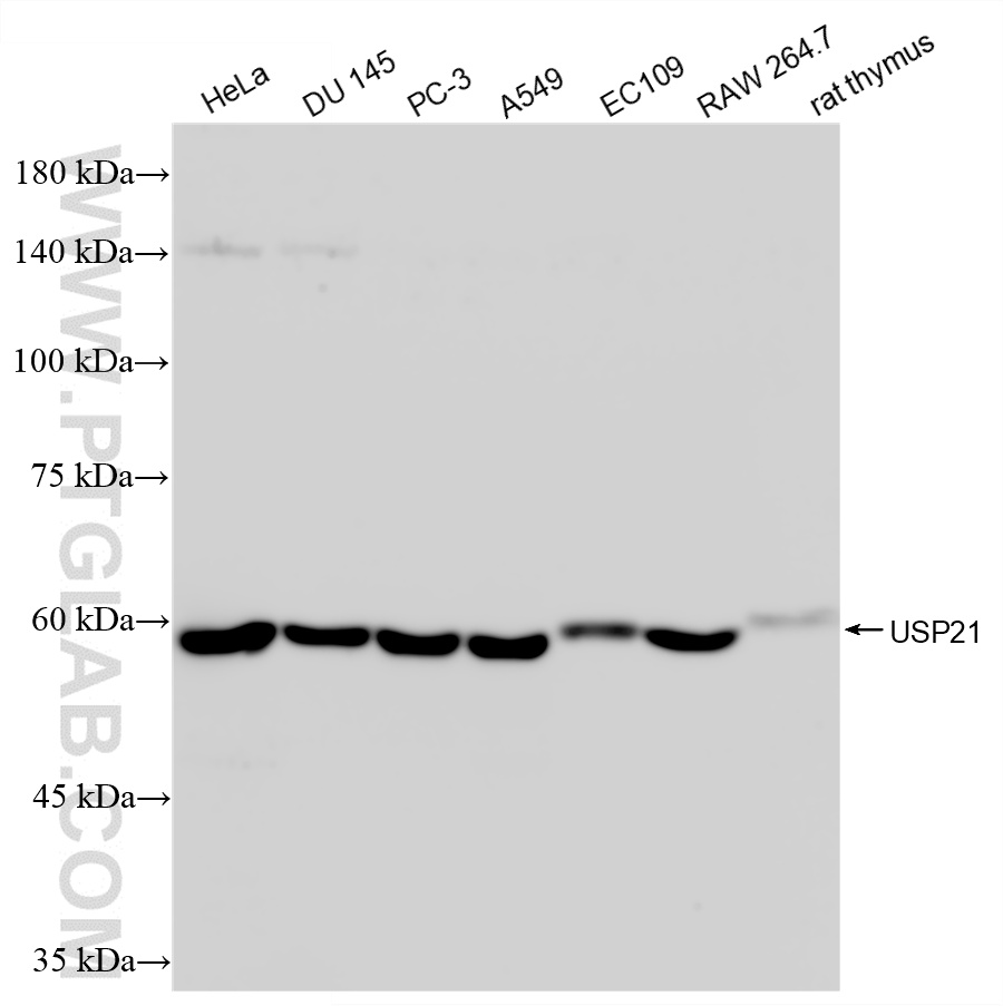 WB analysis using 87962-1-RR (same clone as 87962-1-PBS) WB analysis using 87962-1-RR (same clone as 87962-1-PBS)